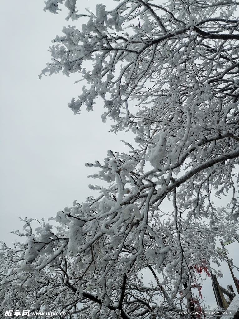 雪枝