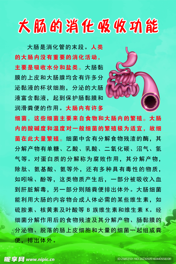 大肠的消化吸收功能