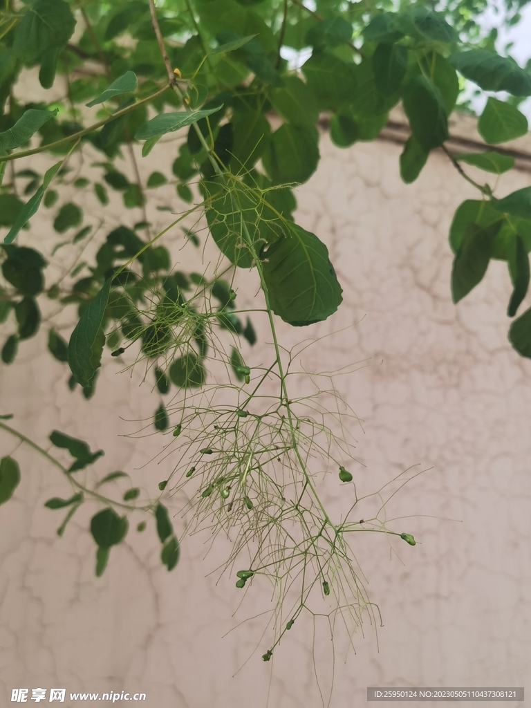 黄栌