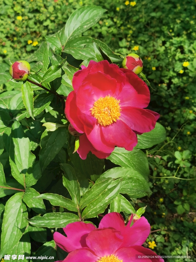 芍药