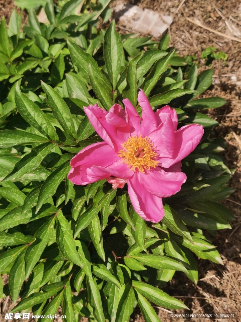 芍药