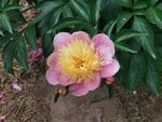 芍药