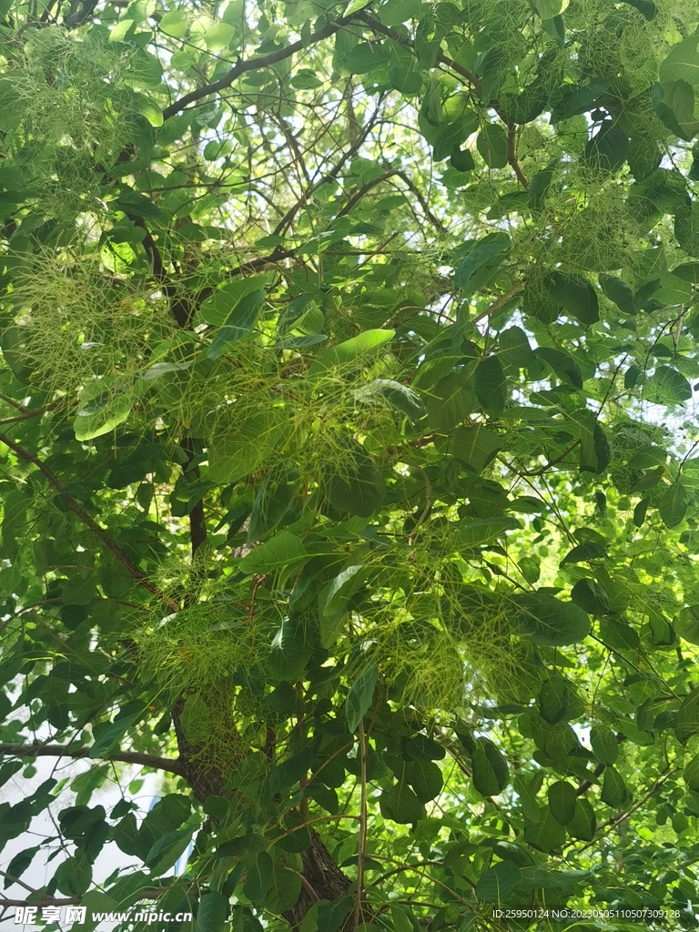黄栌