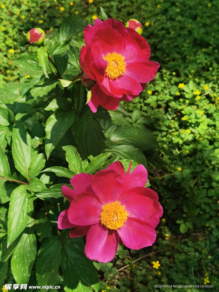 芍药