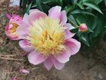 芍药