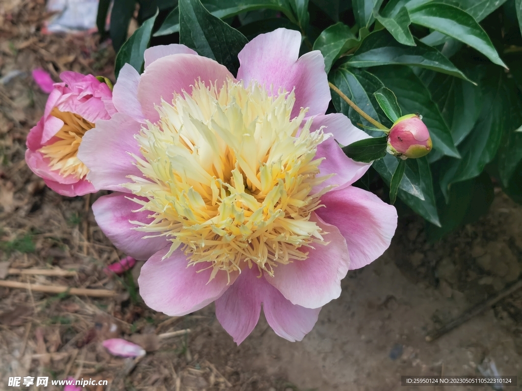 芍药