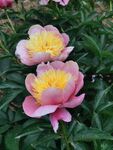 芍药