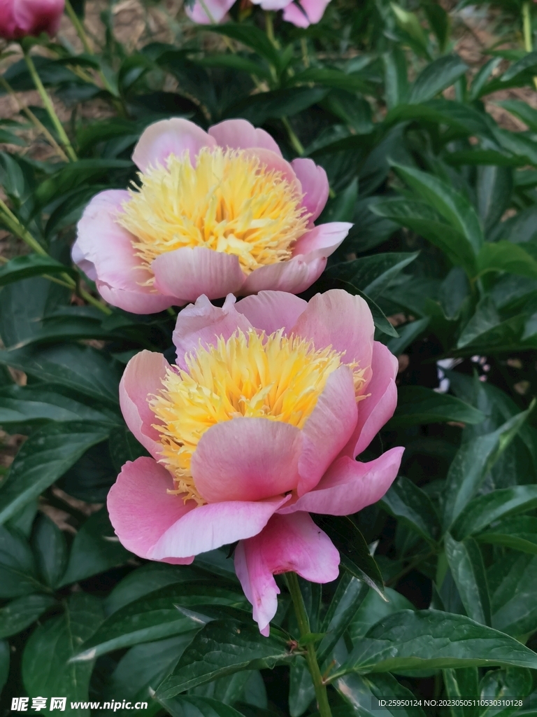 芍药