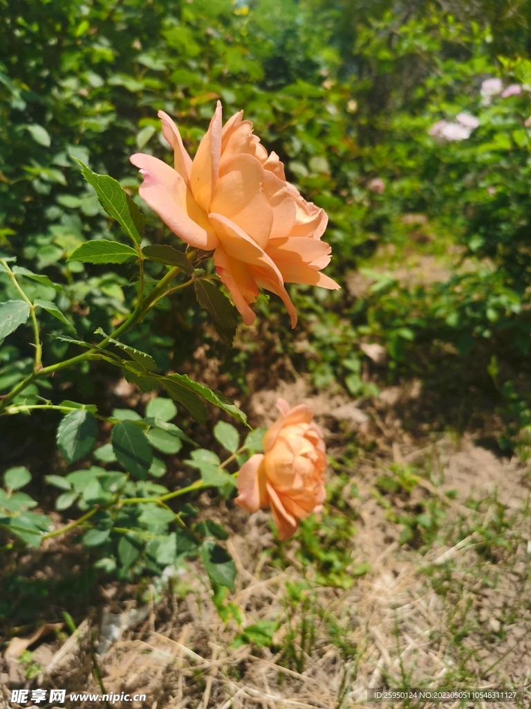 月季