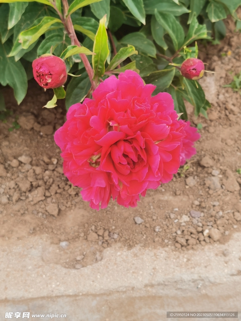 芍药