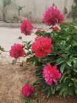 芍药