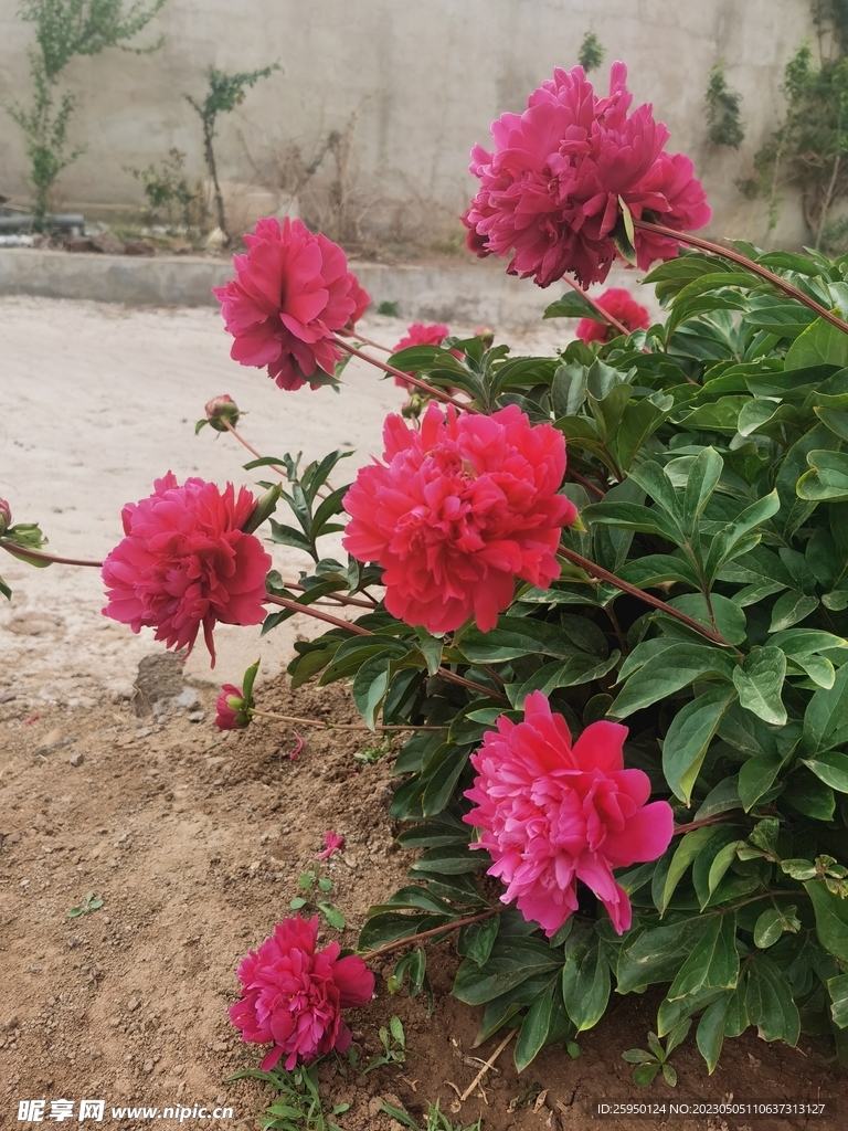 芍药