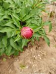 芍药