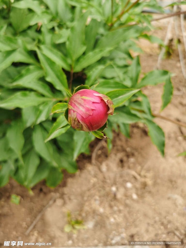 芍药