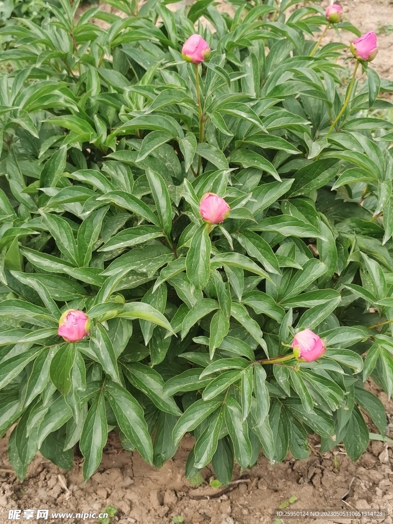 芍药