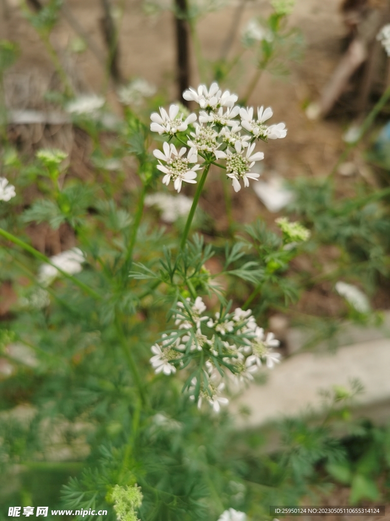 香菜花