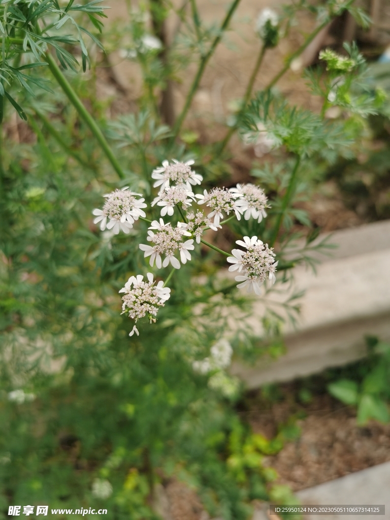 香菜花