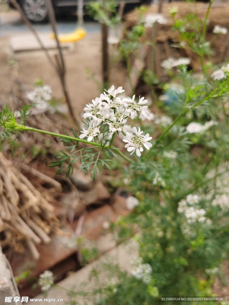 香菜花