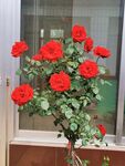 玫瑰花