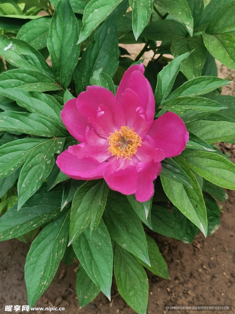 芍药