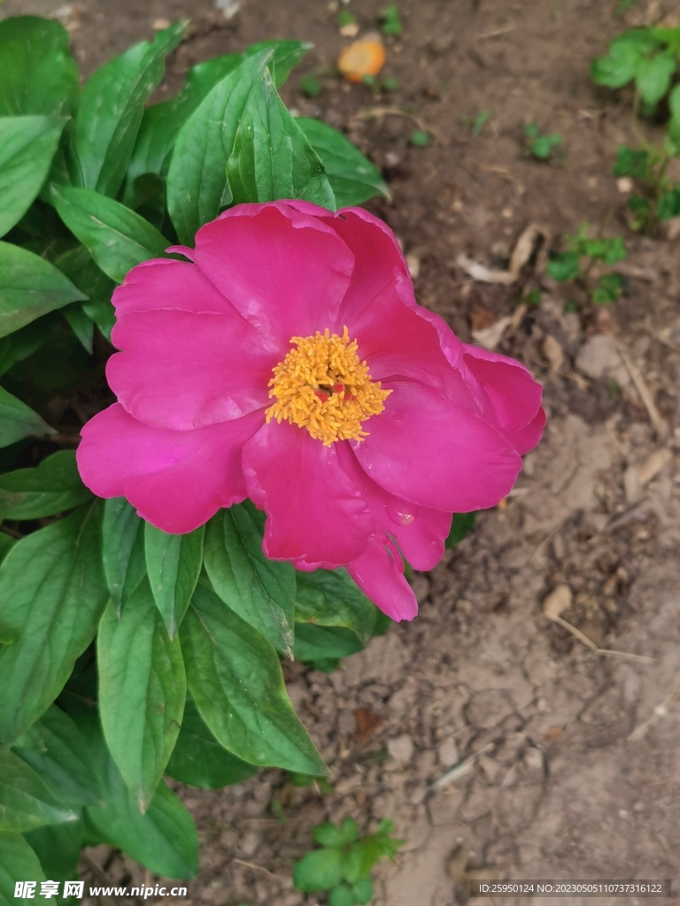 芍药