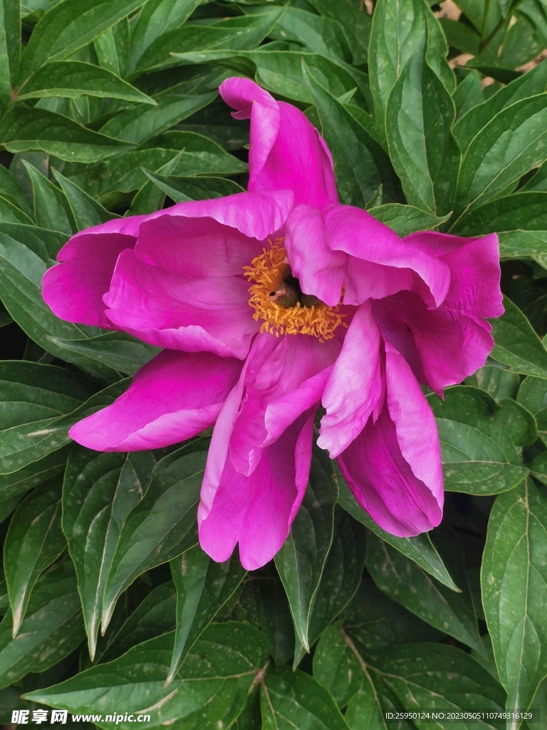 芍药