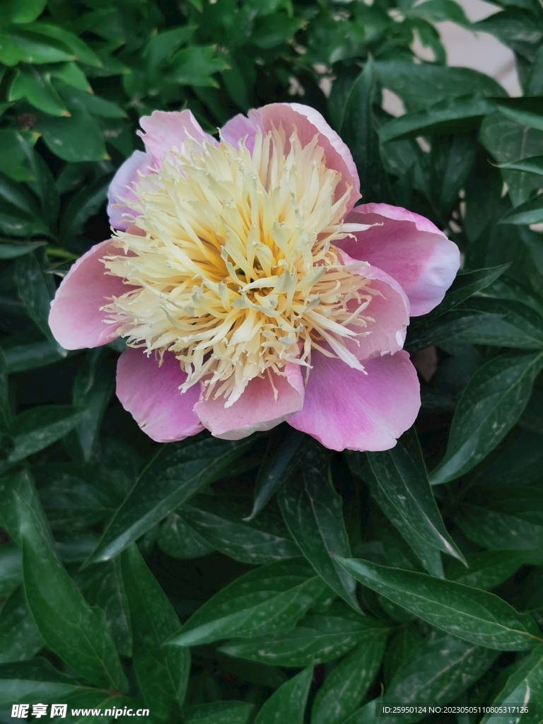 芍药