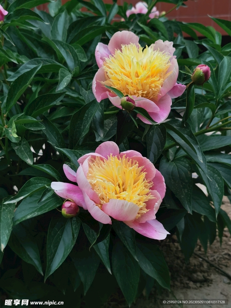 芍药