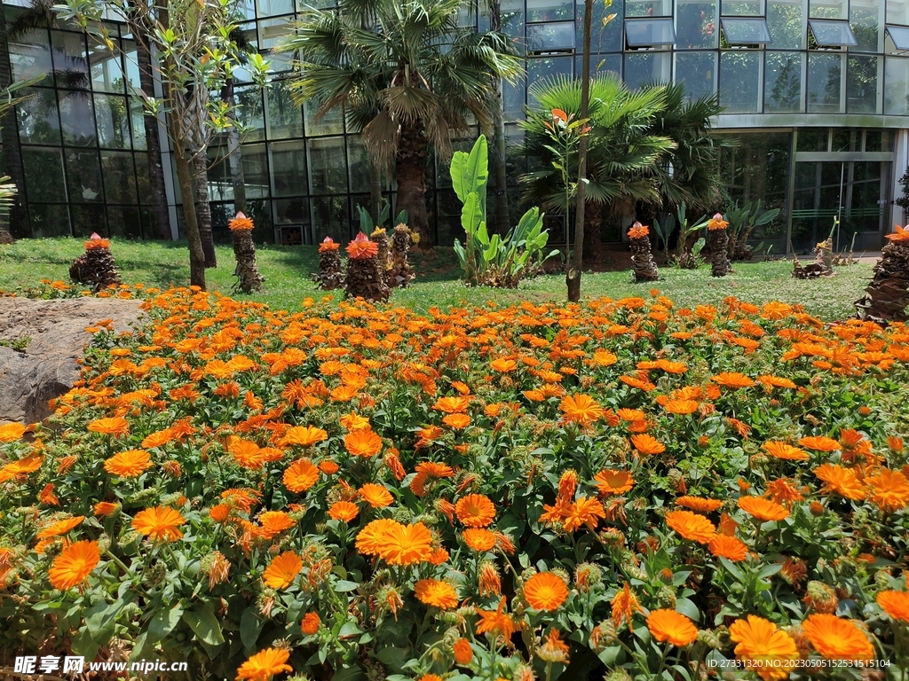 孔雀草花海