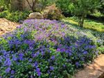 紫色角槿花海
