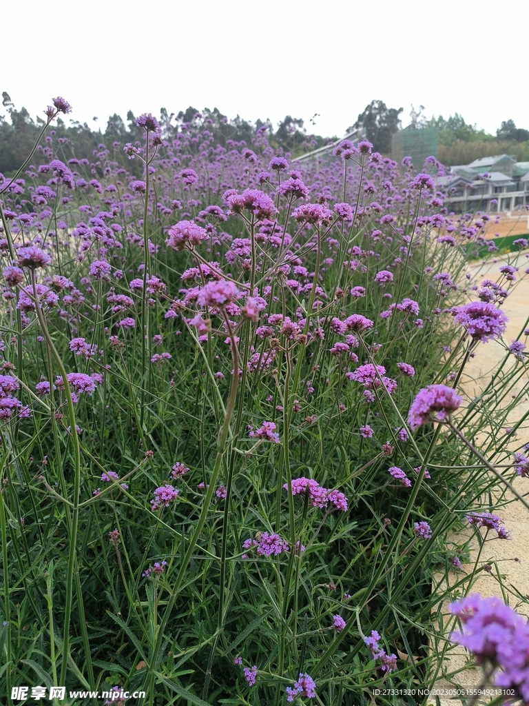 柳叶马鞭草花海