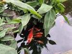 鱼池