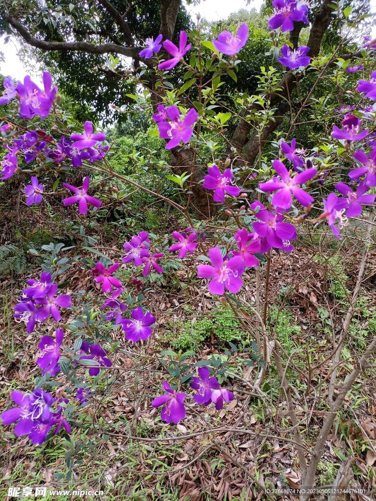 花卉花圃