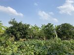 乡村风景