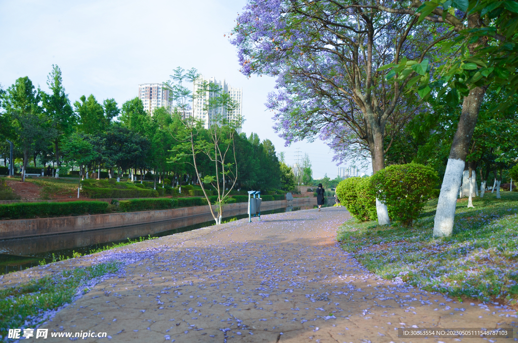 蓝花楹