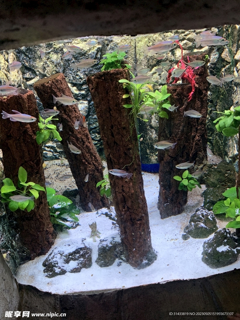 海洋馆里的鱼