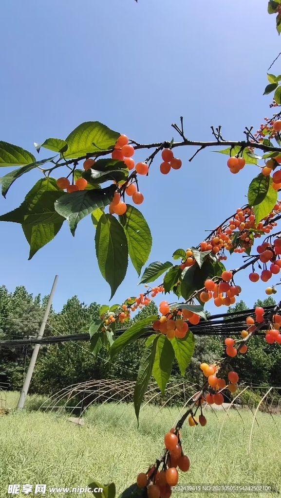 樱桃