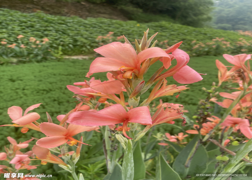 花卉 鲜花 花朵 红花