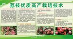 荔枝海报