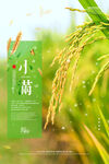 小满插画宣传
