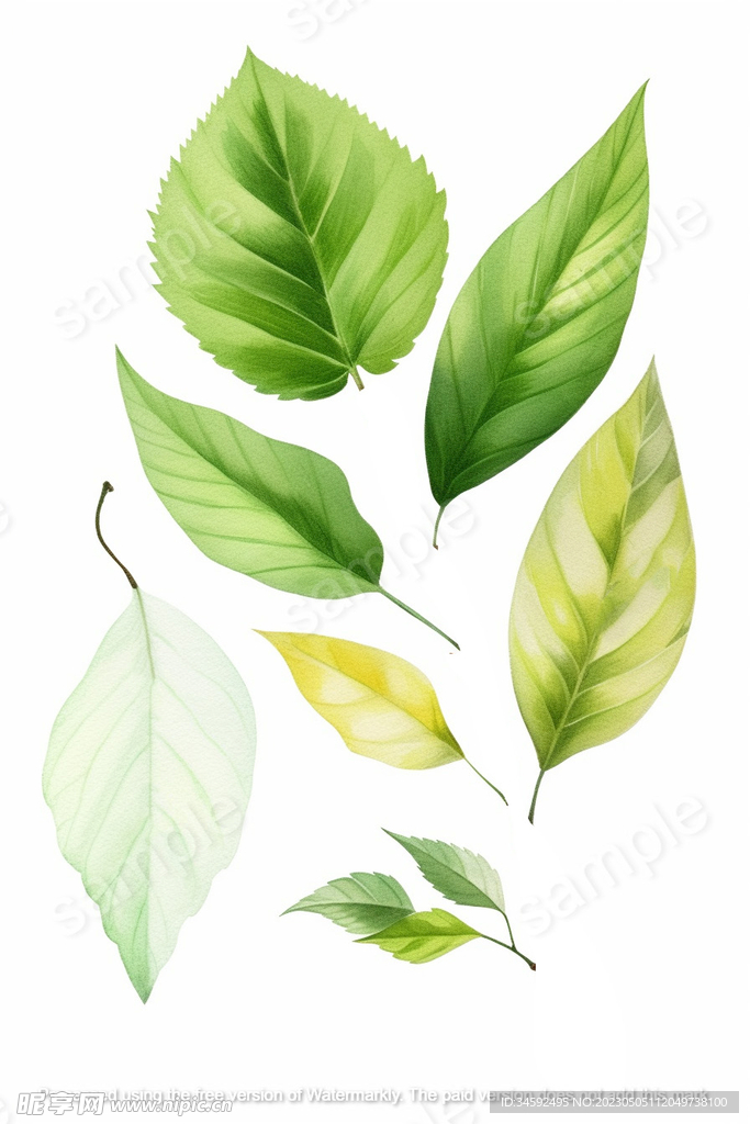 各种树叶的插画
