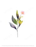 粉色的小花