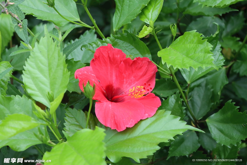 扶桑花