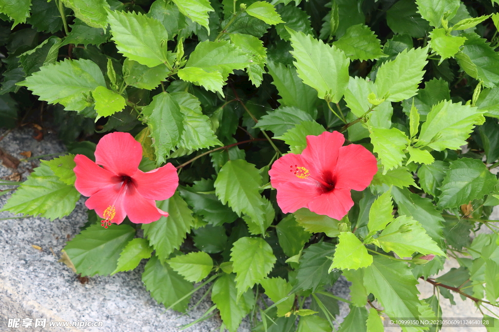 扶桑花