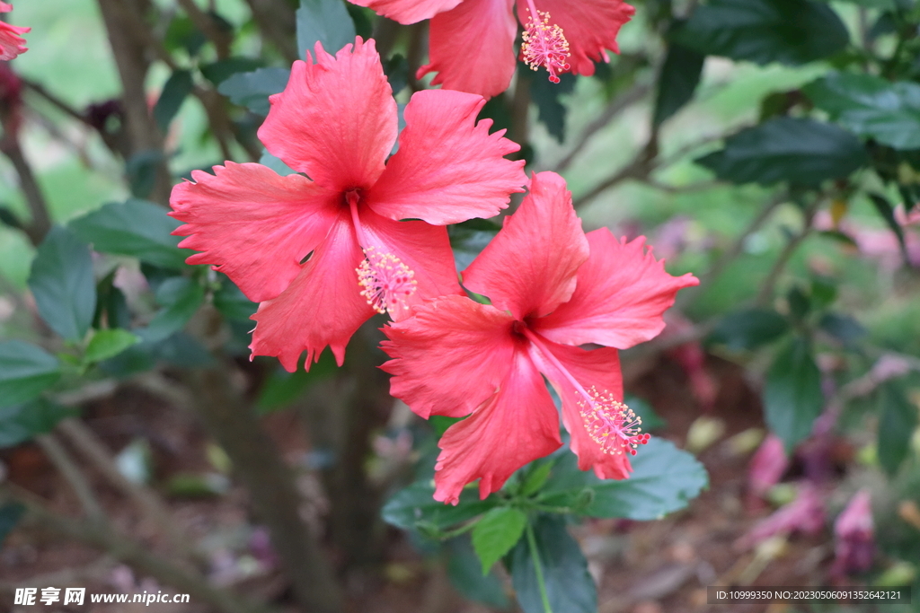 扶桑花