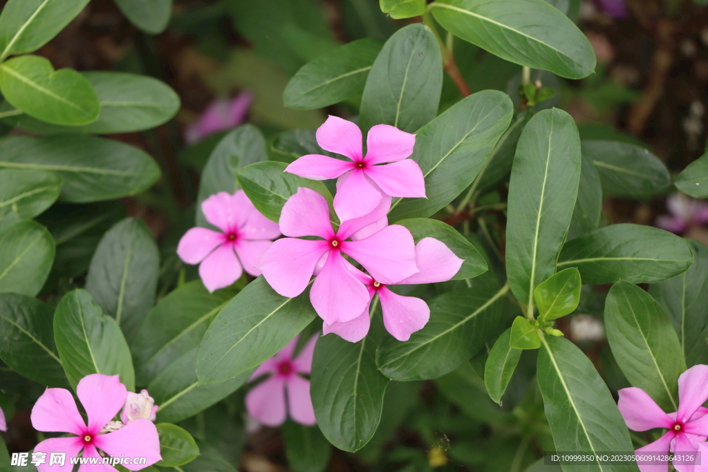 长春花