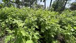 艾草