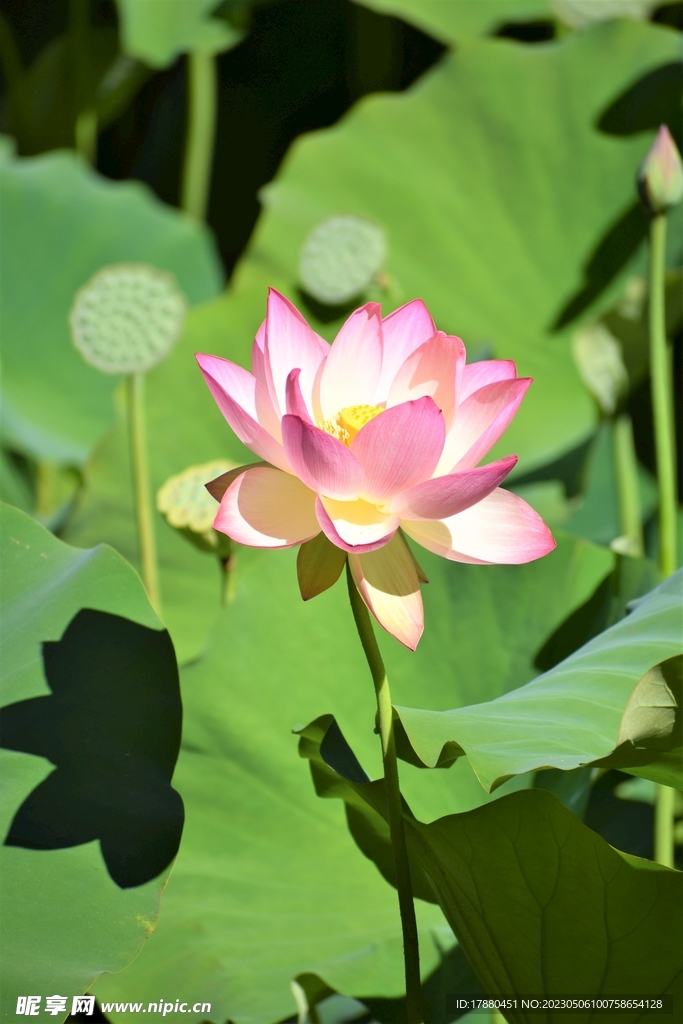 荷花