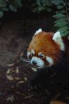 小熊猫