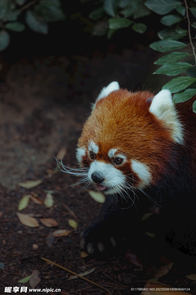 小熊猫